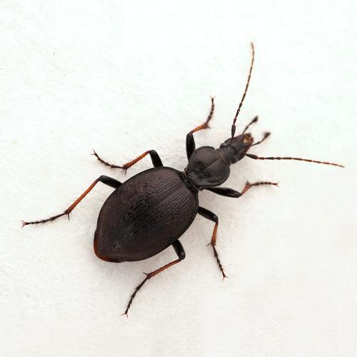 Réf. 269 084 : Cychrus attenuatus